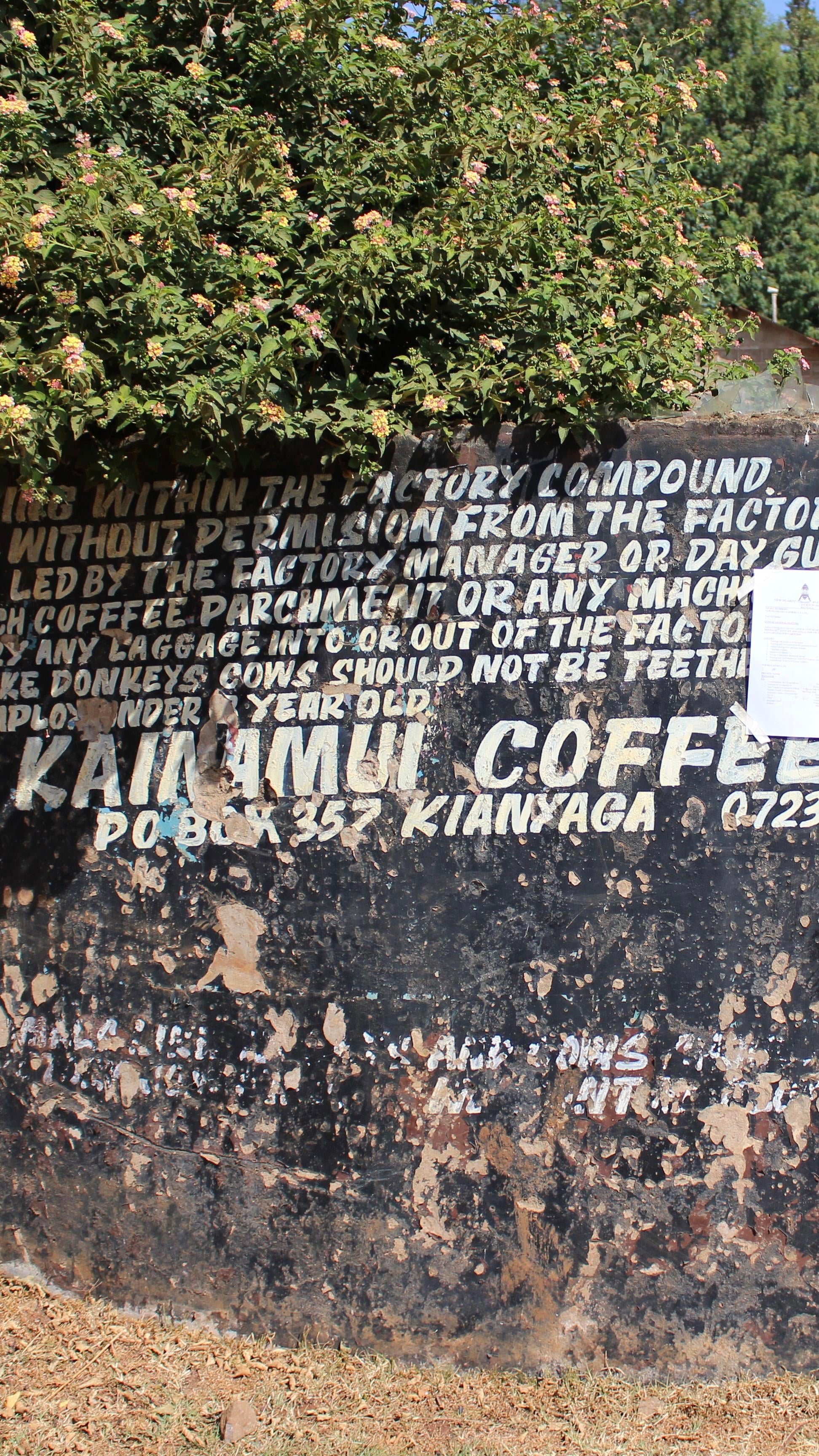 KAINAMUI AA, KENIA - SUODATINKAHVI
