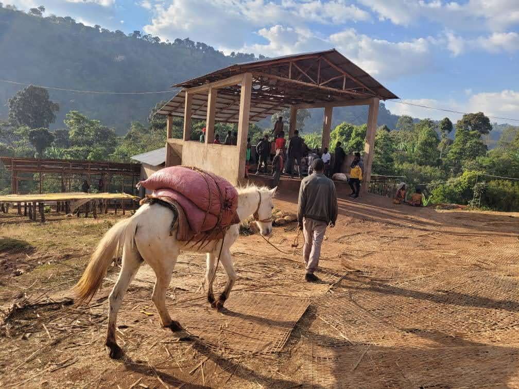DANCHE NATURAL, ETIOPIA - SUODATINKAHVI