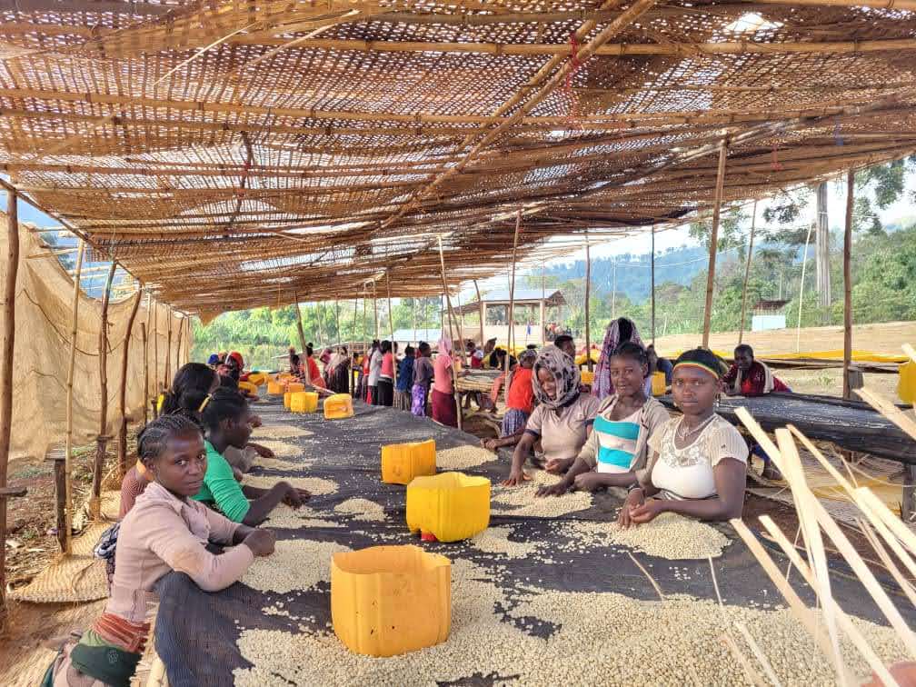 DANCHE NATURAL, ETIOPIA - SUODATINKAHVI
