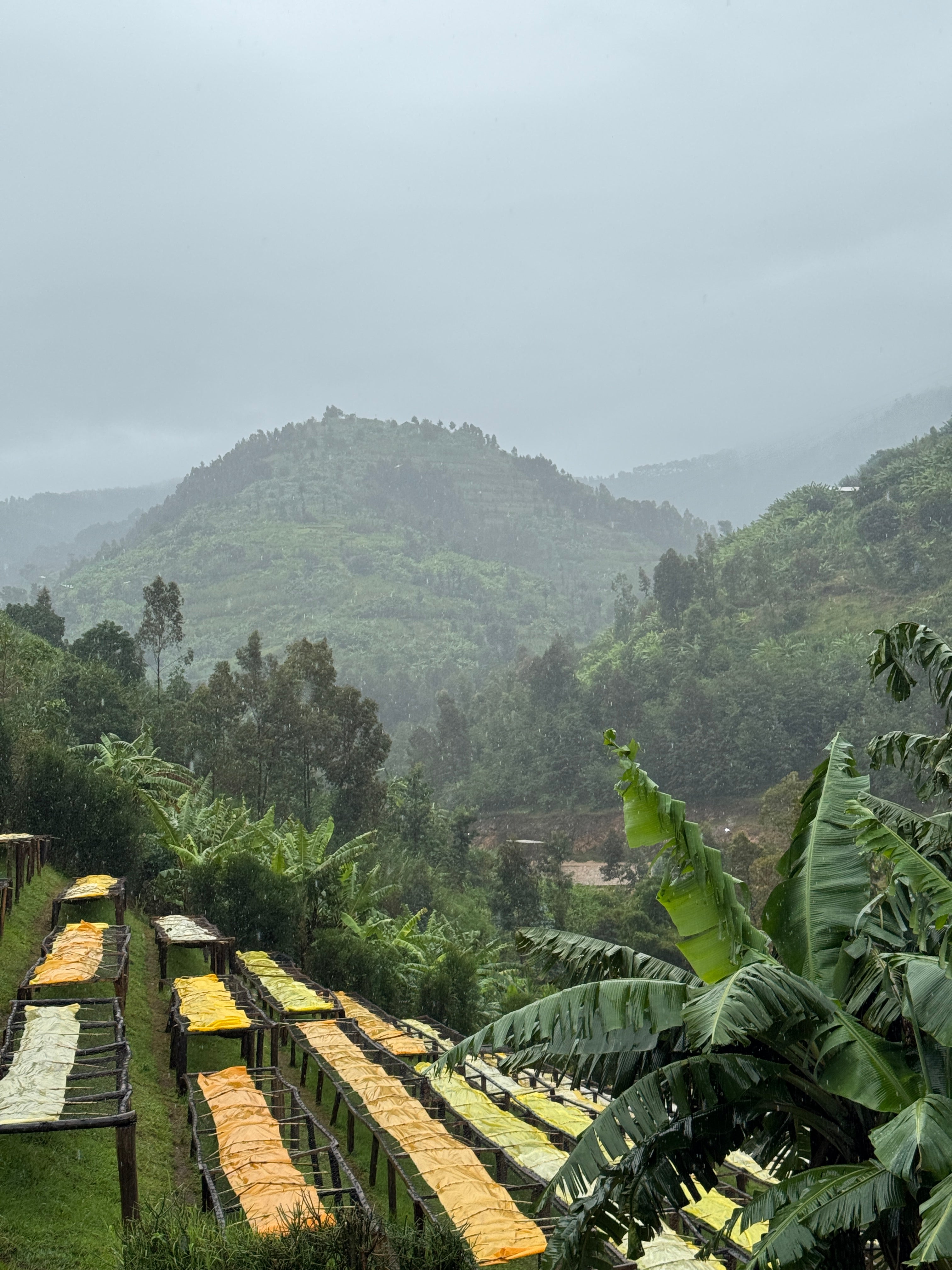 SHYIRA HONEY, RUANDA - ESPRESSO / TUMMA SUODATINKAHVI