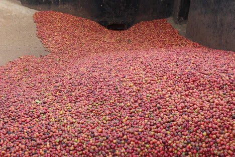 KARINGA AB, KENYA - ESPRESSO / DARK FILTER COFFEE