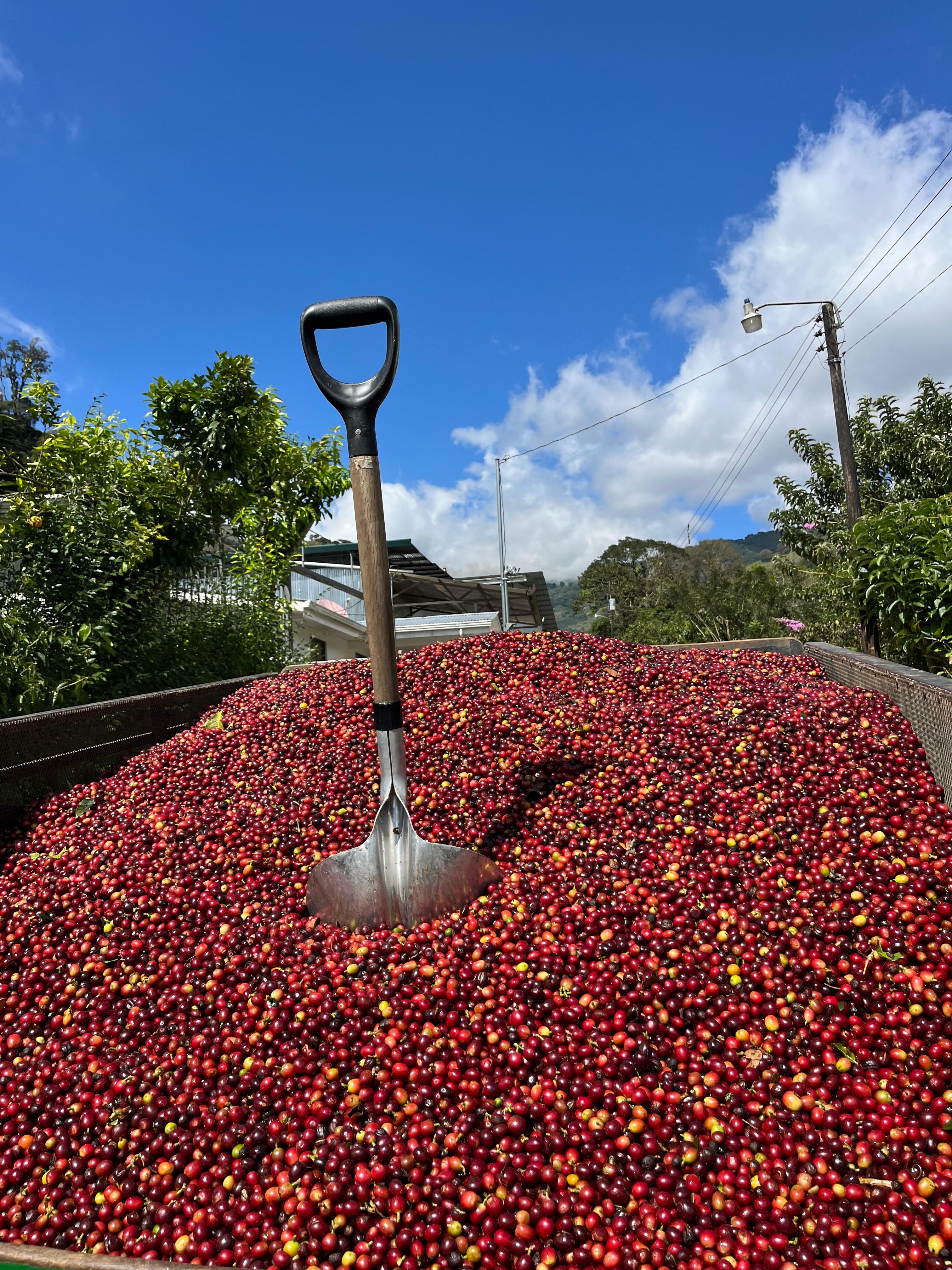 LA CATARATA ANAEROBIC NATURAL , COSTA RICA - ESPRESSO / TUMMA SUODATINKAHVI