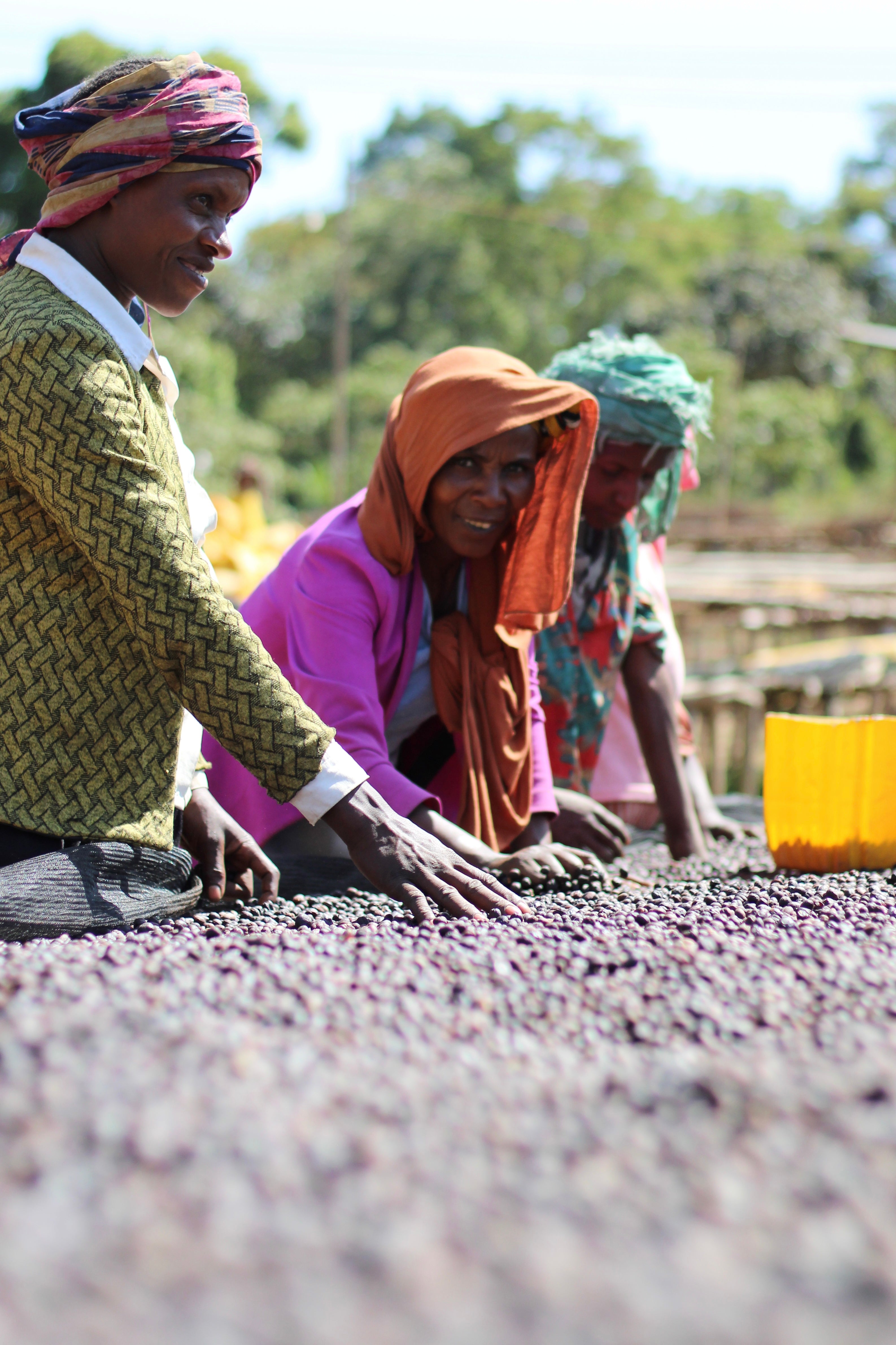 SHANTAWENE NATURAL, ETHIOPIA - OMNI ROAST